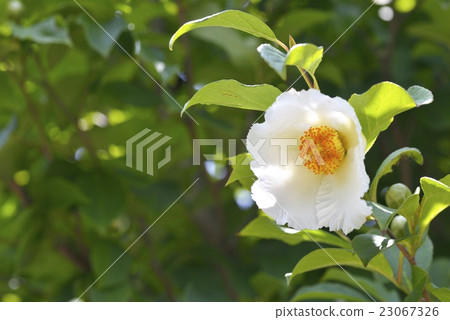 Sharanoki (summer camellia) 23067326