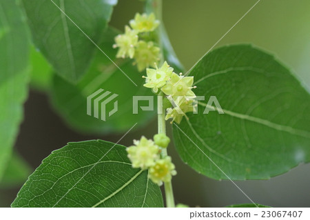 天然植物大棗，淡黃色的花朵盛開初夏的葉子 23067407