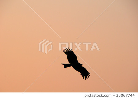 Tonbi and sunset 23067744