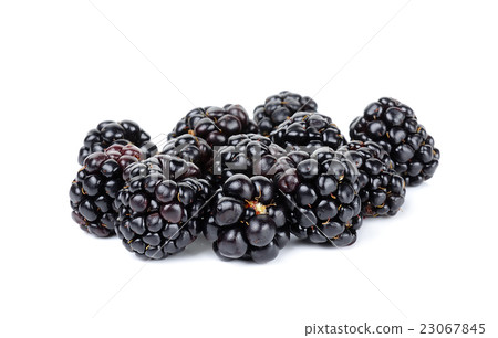 blackberry isolated on the white background 23067845
