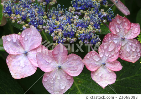 額頭繡球花 額頭繡球花 23068088