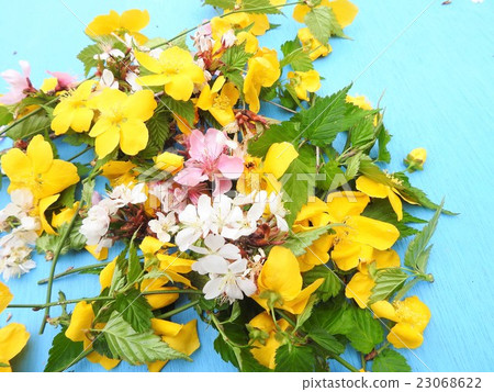 花卉圖案櫻桃桃花Yamabuki 23068622