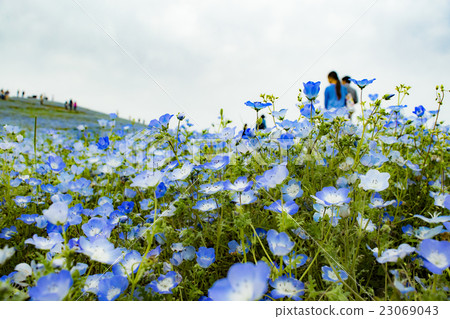Nemophila Hill 23069043