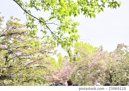 Mint morning sakura walk through Mint morning sakura walk through 23069128