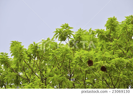 Chestnut tree 23069130