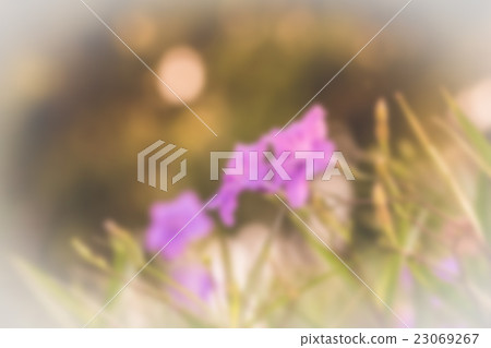 Ruellia tuberosa flower filed Ruellia tuberosa flower filed 23069267