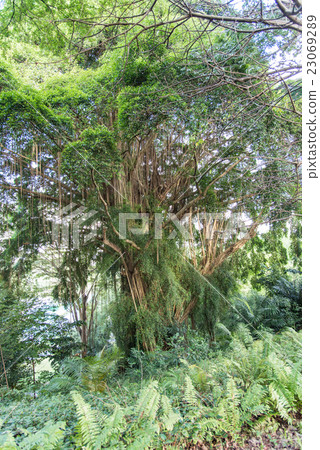 A large tree inhabiting the tropical jungle A large tree inhabiting the tropical jungle 23069289
