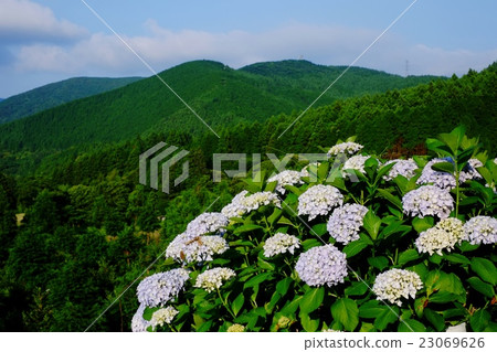 Overlooking Higashi-Okuten Volcano through hydrangea flower 23069626