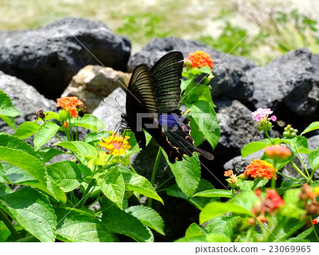 黑蝴蝶蝴蝶 23069965