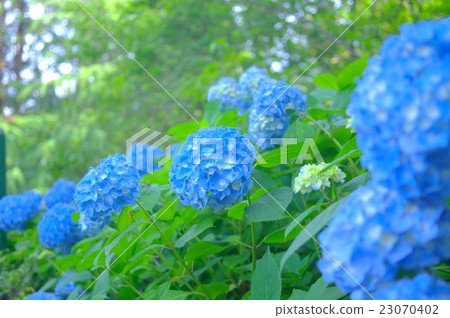 盛開的繡球花 盛開的繡球花 23070402
