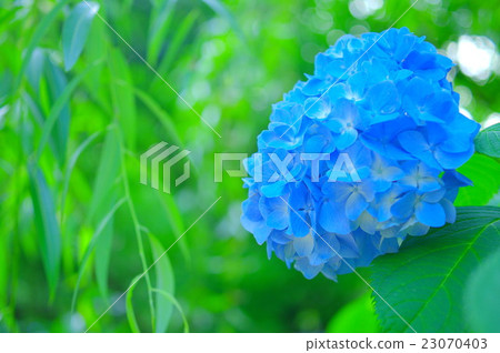 杜鵑花繡球花和柳樹的新鮮綠色 杜鵑花繡球花和柳樹的新鮮綠色 23070403