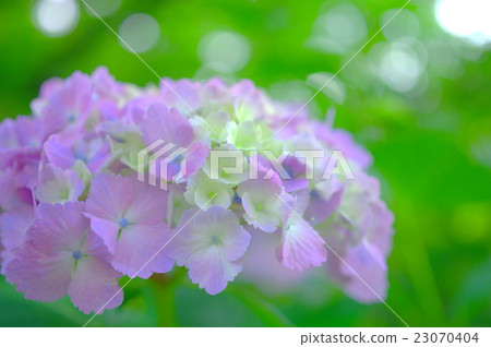 在陽光的八仙花屬通過陽光 在陽光的八仙花屬通過陽光 23070404