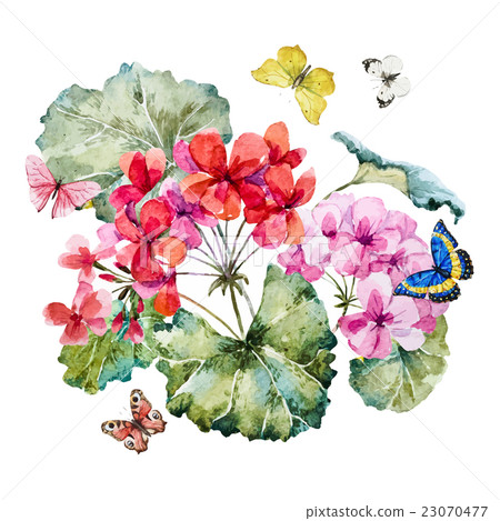 Watercolor geranium composition 23070477