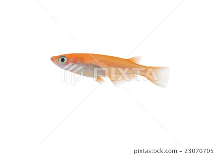 Medaka os Medaka os 23070705