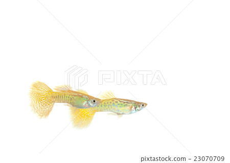 孔雀魚男 孔雀魚男 23070709