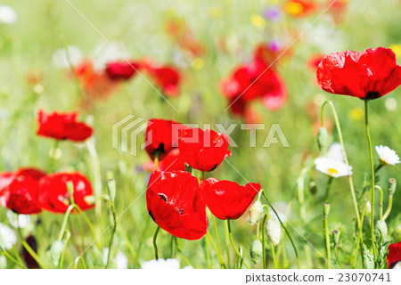 Field of bright red poppy flowers on spring meadow Field of bright red poppy flowers on spring meadow 23070741