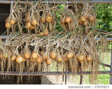 Dried onions onion 23070825