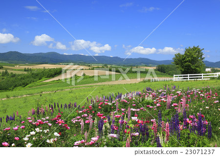 A small flower garden in Biei town hill in Hokkaido 23071237