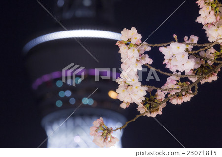 Yoshino cherry tree and Tokyo sky tree Yoshino cherry tree and Tokyo sky tree 23071815