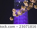 吉野櫻花樹和東京天空樹 23071816