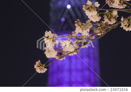 吉野櫻花樹和東京天空樹 23071816