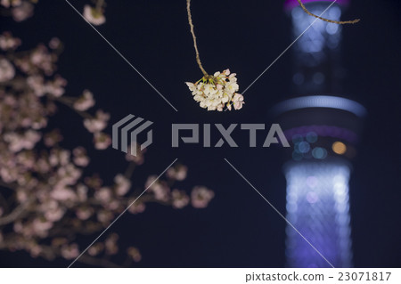 吉野櫻花樹和東京天空樹 吉野櫻花樹和東京天空樹 23071817