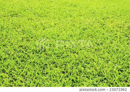 Close up green grass background 23071962