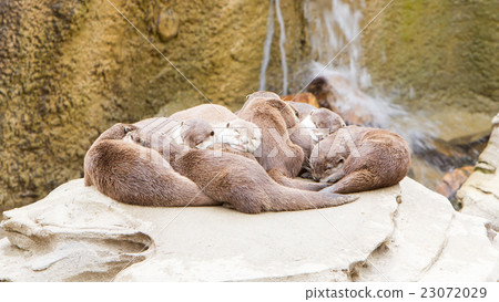 Lazy group of Asian small-clawed otter 23072029