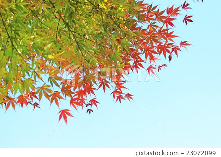 Autumn leaves Autumn leaves 23072099