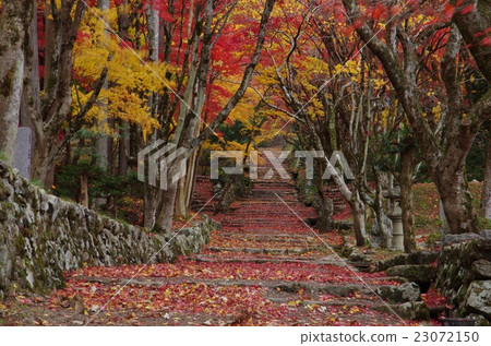 Chicken Foot Temple Autumn Leaves Chicken Foot Temple Autumn Leaves 23072150