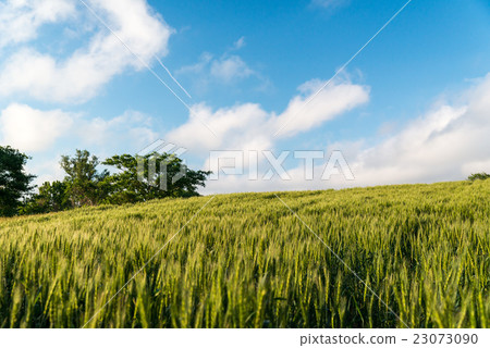 Barley 23073090