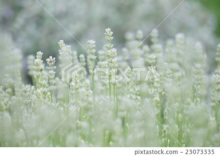 White lavender White lavender 23073335