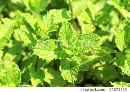Spearmint herb garden 23073593