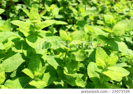 Spearmint herb garden Spearmint herb garden 23073594