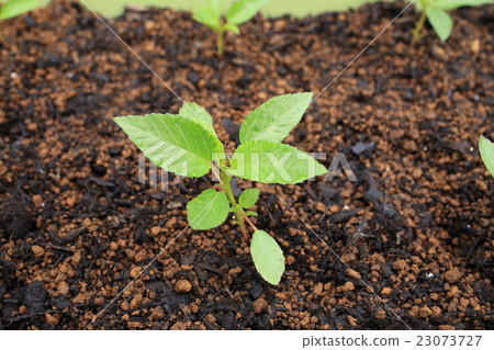 Cultivation of moroheiya 23073727