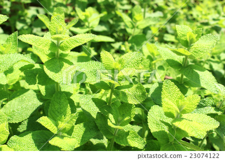 Apple Mint Herb Garden 23074122
