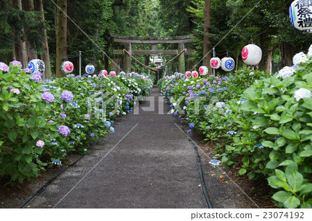 Isoyama Shrine hydrangea Isoyama Shrine hydrangea 23074192