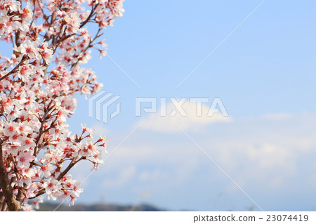 Sakura and Mt. Fuji 23074419