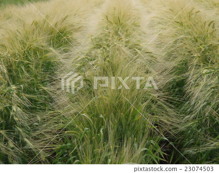 Wheat field of Furano Wheat field of Furano 23074503