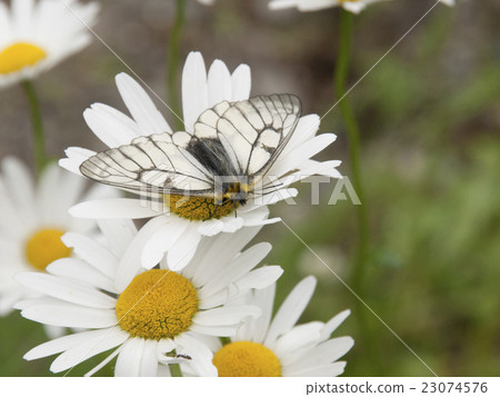 烏蘇巴族 23074576