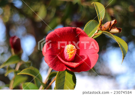 Tsubaki海軍 Tsubaki海軍 23074584