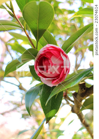 Tsubaki Kishuji 1 23074614