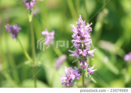 Wood bengony Wood bengony 23074989