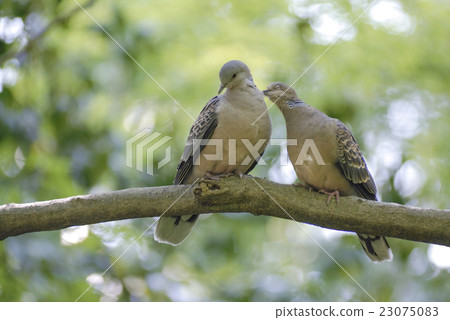 Turtledove  23075083