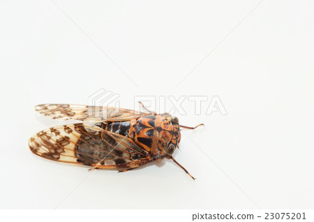 Neey - sensei White Background 23075201