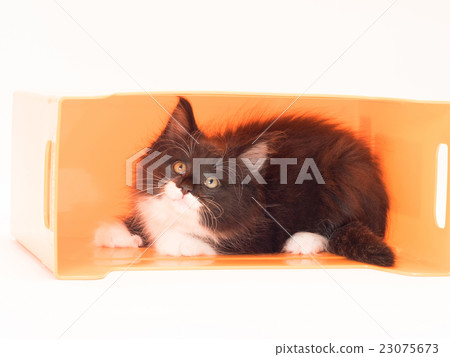 挪威江森林Kuat的小貓誰來了橙色盒子 23075673