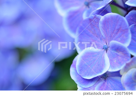 繡球 繡球 23075694
