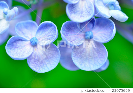 繡球花 繡球花 23075699