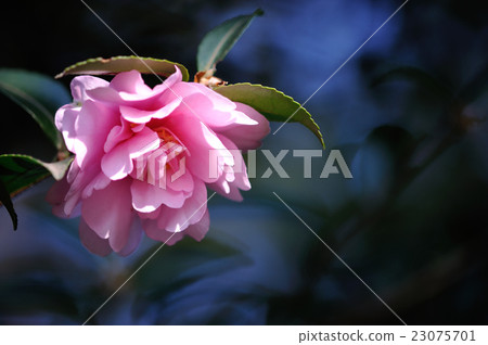 茶花 23075701