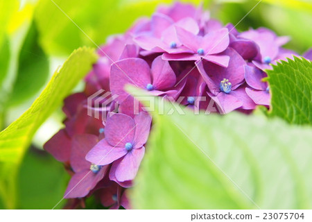 繡球 繡球 23075704